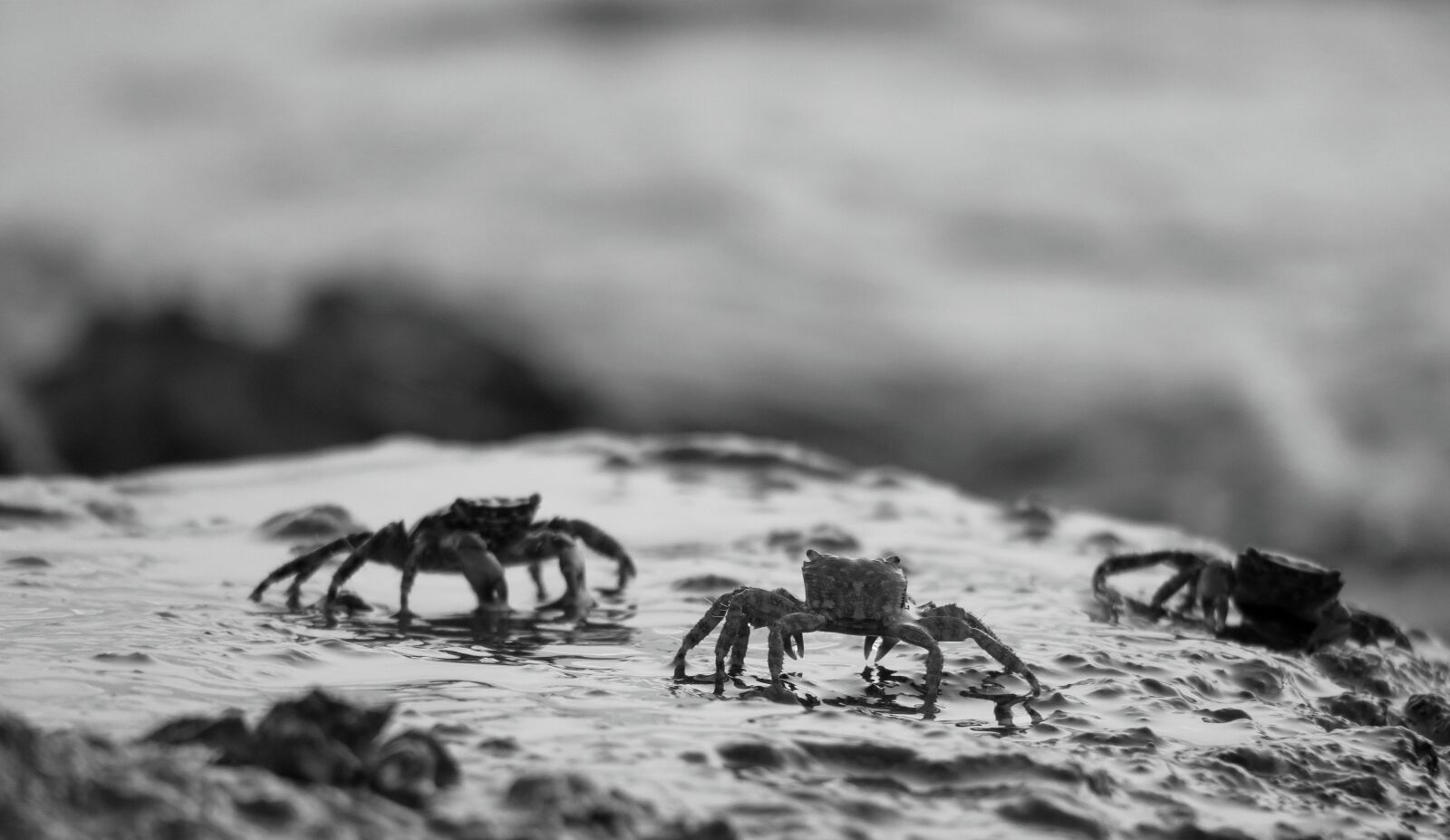 Canon PowerShot G3 X sample photo. Crabs, mediterranean, istria photography