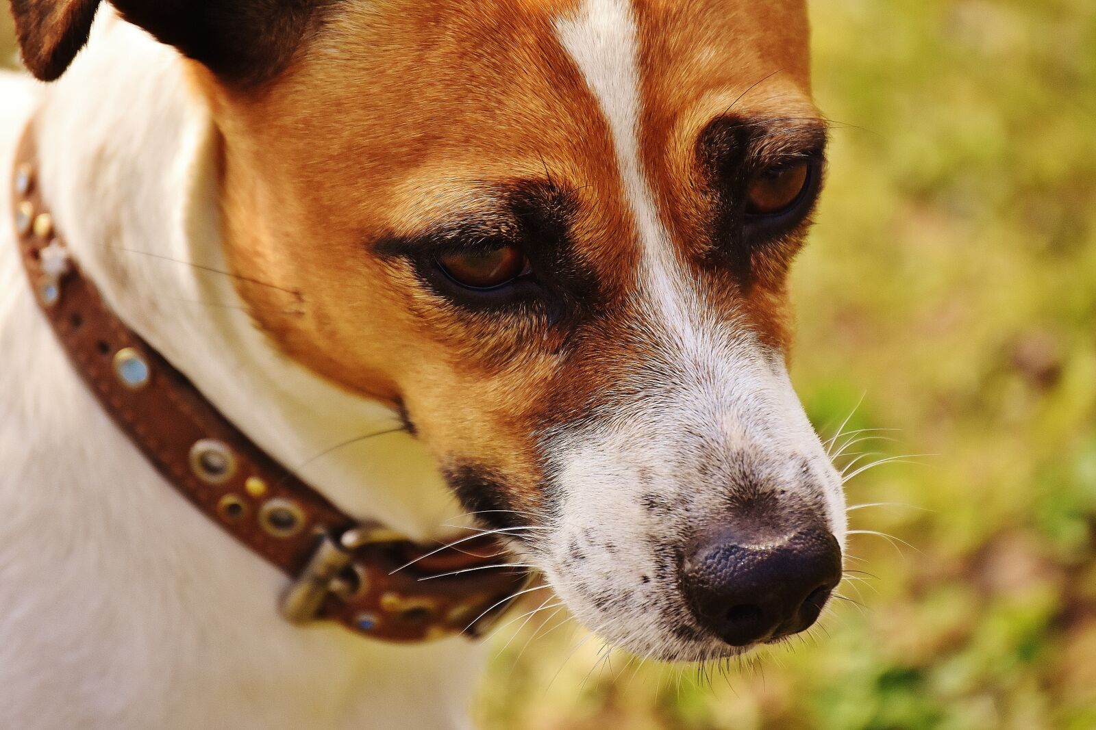 Nikon D7200 sample photo. Jack russell, terrier, play photography