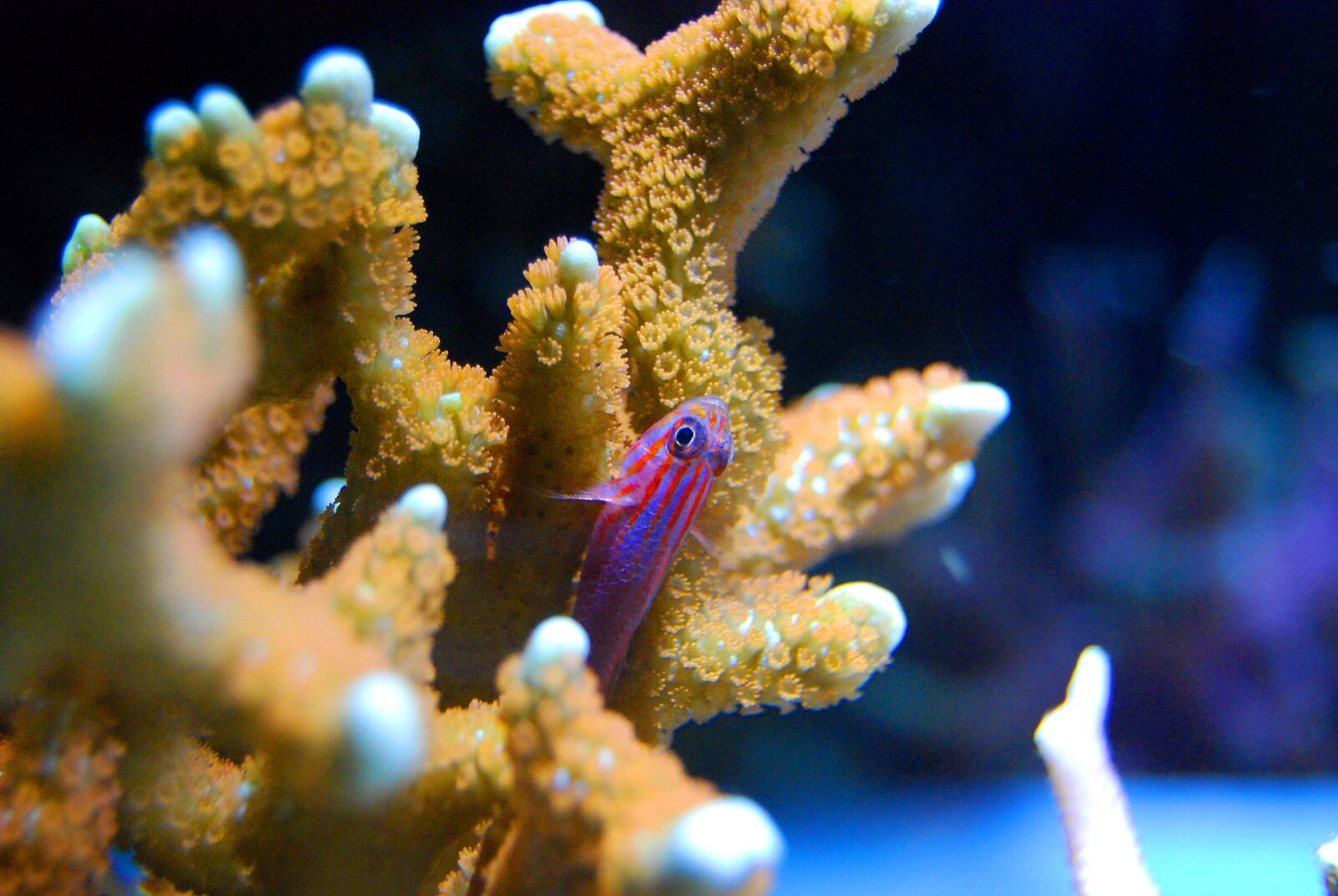 Nikon D40X sample photo. Fish, coral, red photography