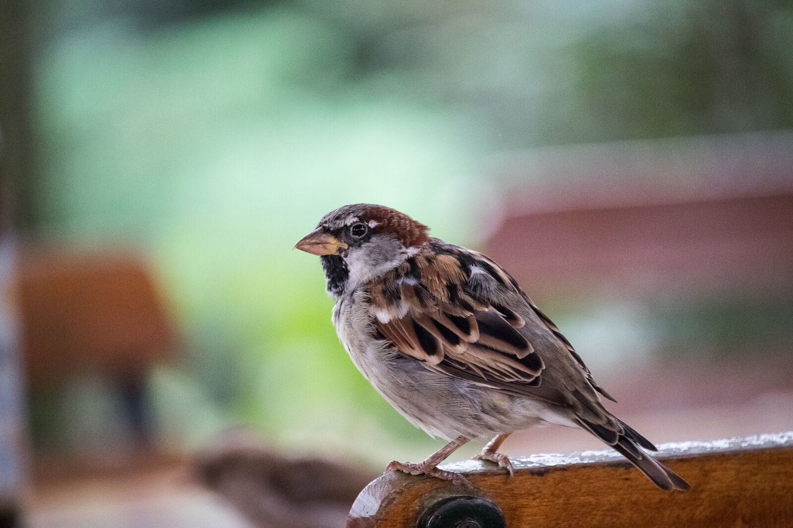 Canon EF-S 55-250mm F4-5.6 IS STM sample photo. Sparrow, sperling, bird photography