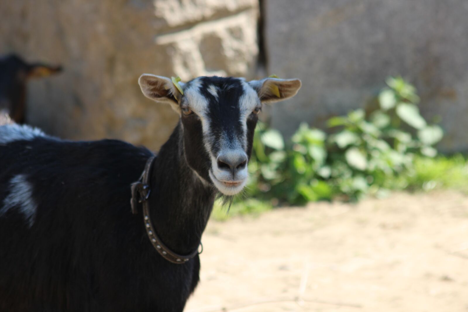 Canon EOS 600D (Rebel EOS T3i / EOS Kiss X5) sample photo. Goat, livestock, domestic goat photography