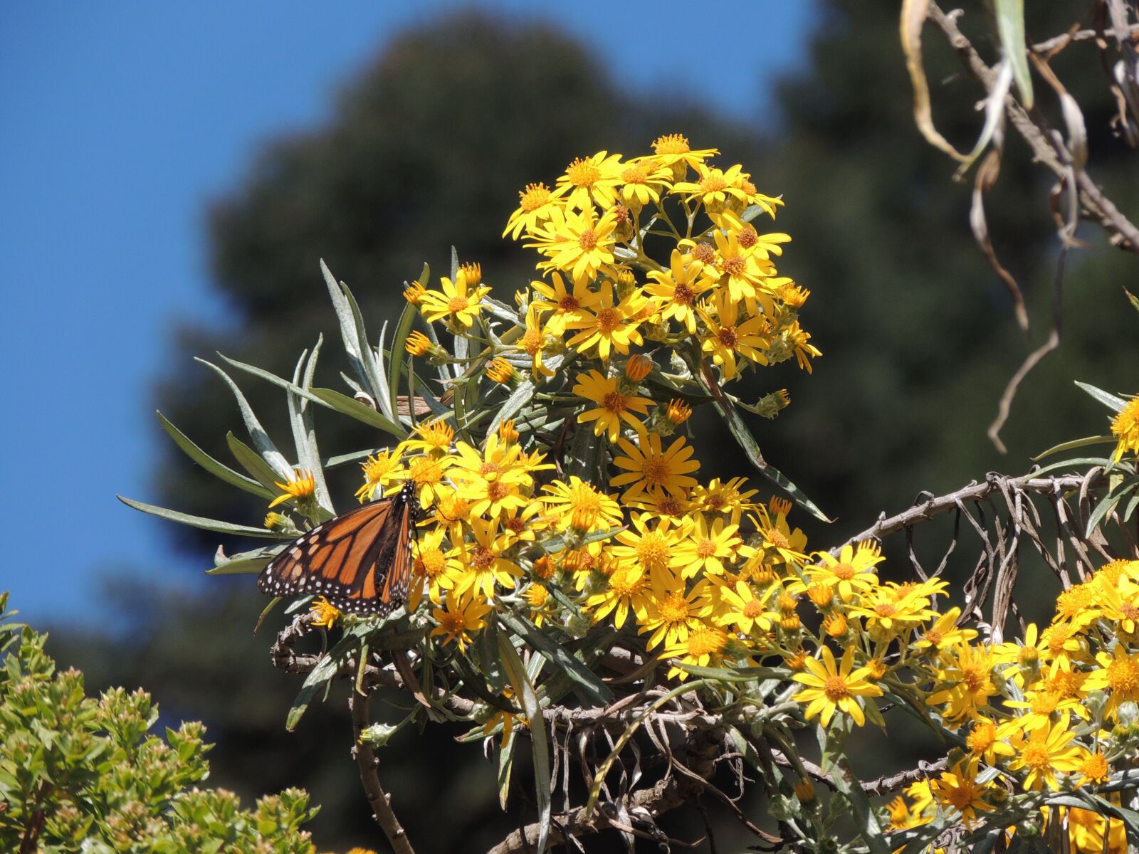 Nikon Coolpix P510 sample photo. Butterfly, monarch, monarch butterfly photography