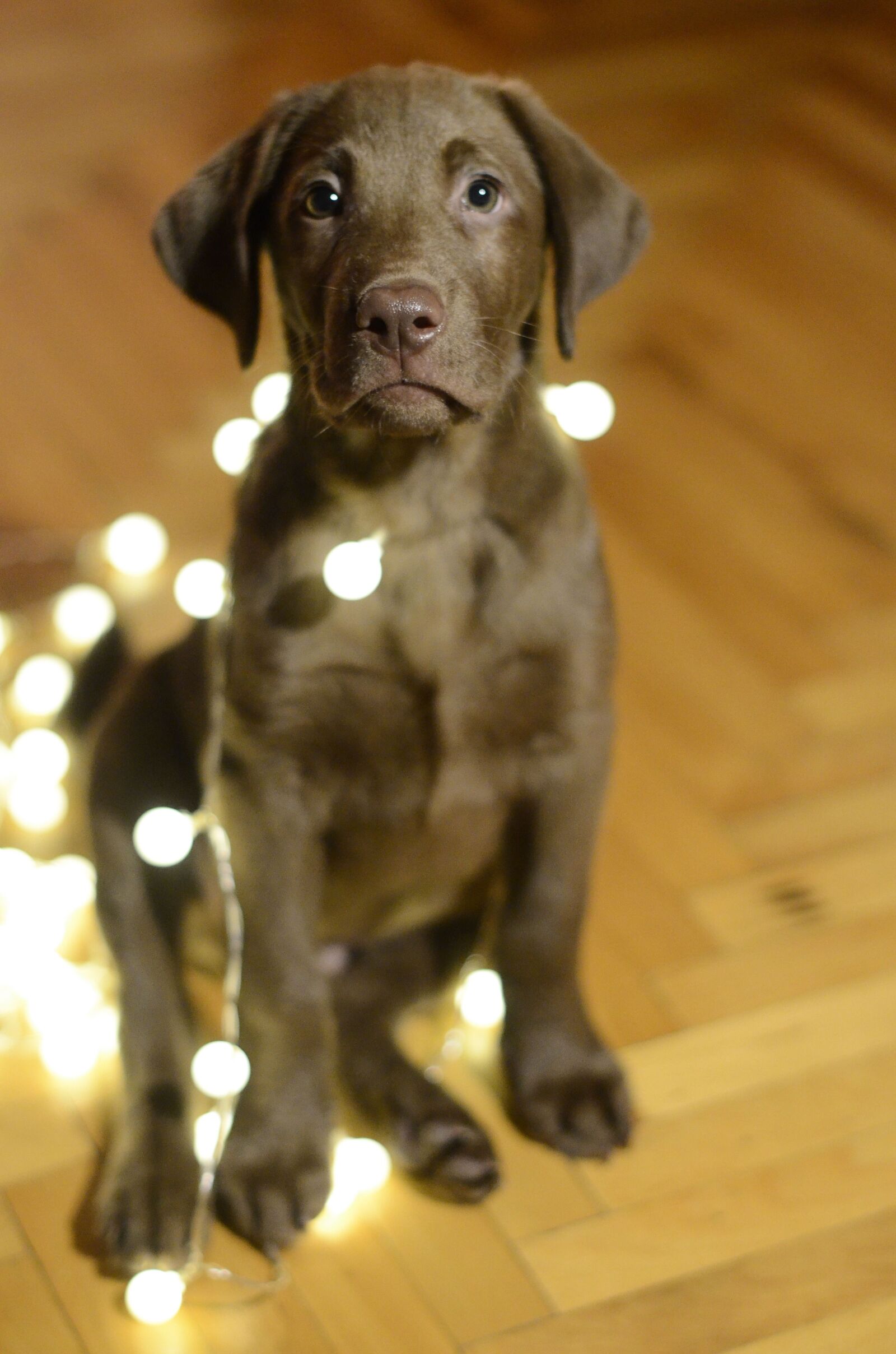 Nikon D5100 sample photo. Dog, labrador, christmas photography