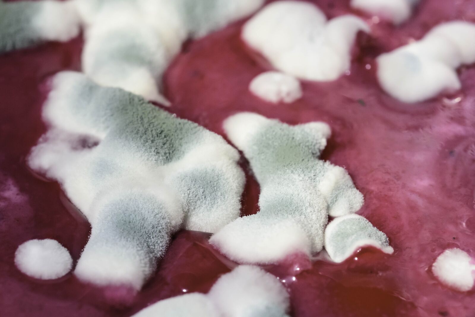 Nikon D750 sample photo. Mold, schimmelpilz, food spoiled photography
