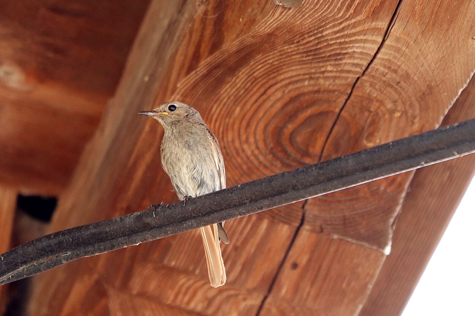 Canon EOS 77D (EOS 9000D / EOS 770D) sample photo. Rotschwaenzchen, bird, songbird photography