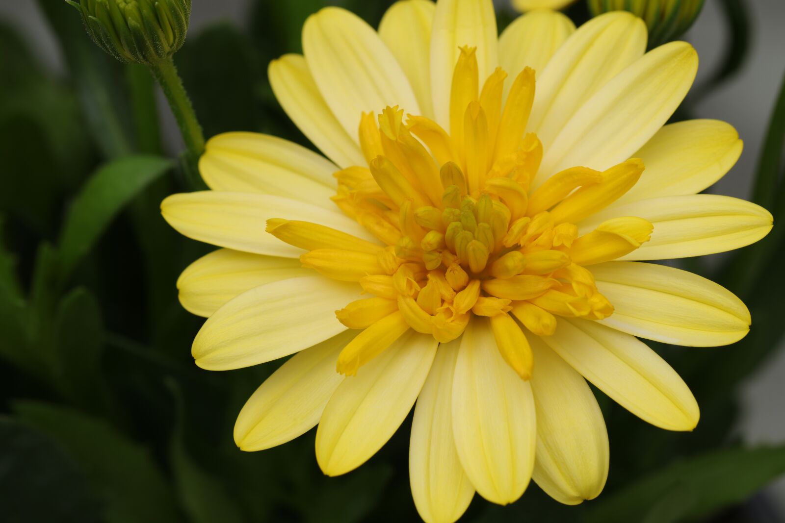 Canon EF 100mm F2.8L Macro IS USM sample photo. Spanish margriet, osteospermum, flower photography