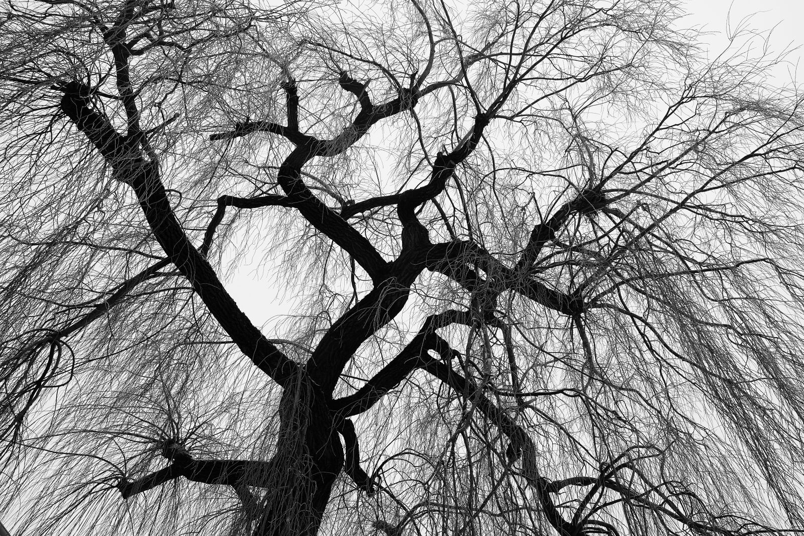 Fujifilm X-T1 + Fujifilm XF 18-55mm F2.8-4 R LM OIS sample photo. Tree, nature, winter photography