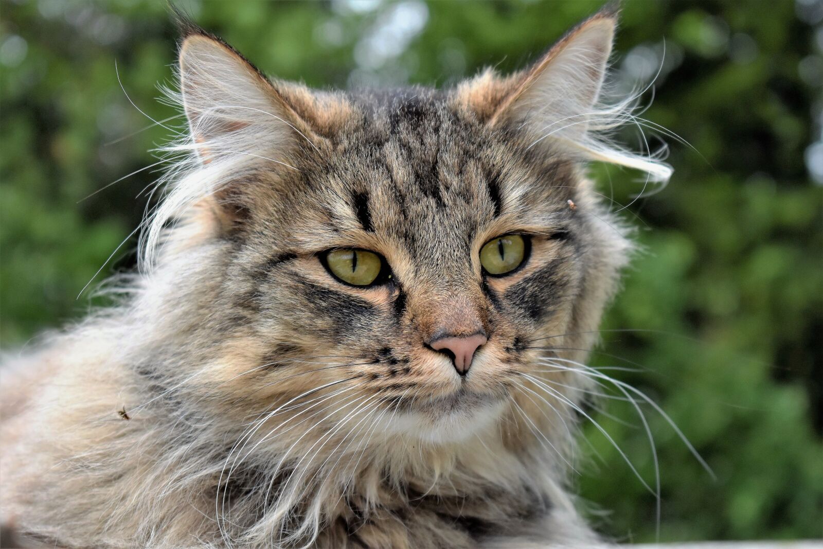 Nikon D5500 sample photo. Cat, animal, portrait photography