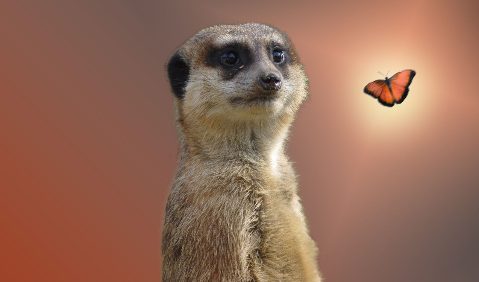 Pentax K-m (K2000) sample photo. Meerkat, animal, zoo photography