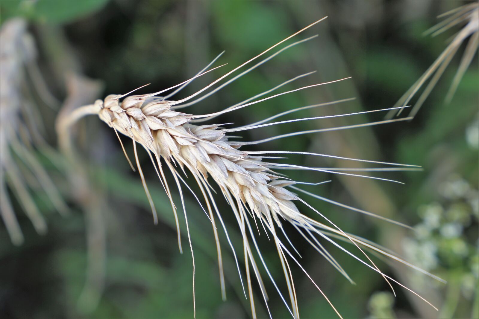 Canon EF 24-105mm F3.5-5.6 IS STM sample photo. Wheat, before harvest, plant photography