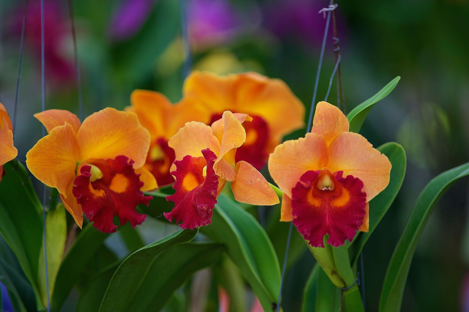 Nikon D700 sample photo. Flowers, orchids, orchid photography