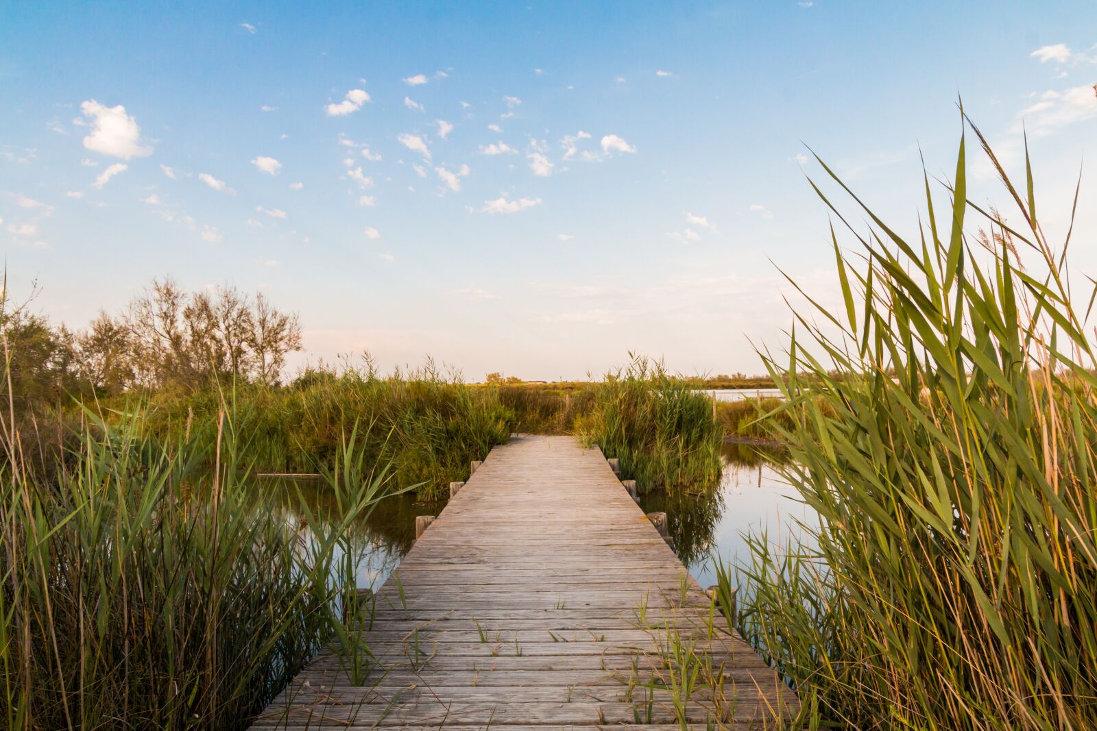 Canon EOS 70D sample photo. Web, nature, camargue photography