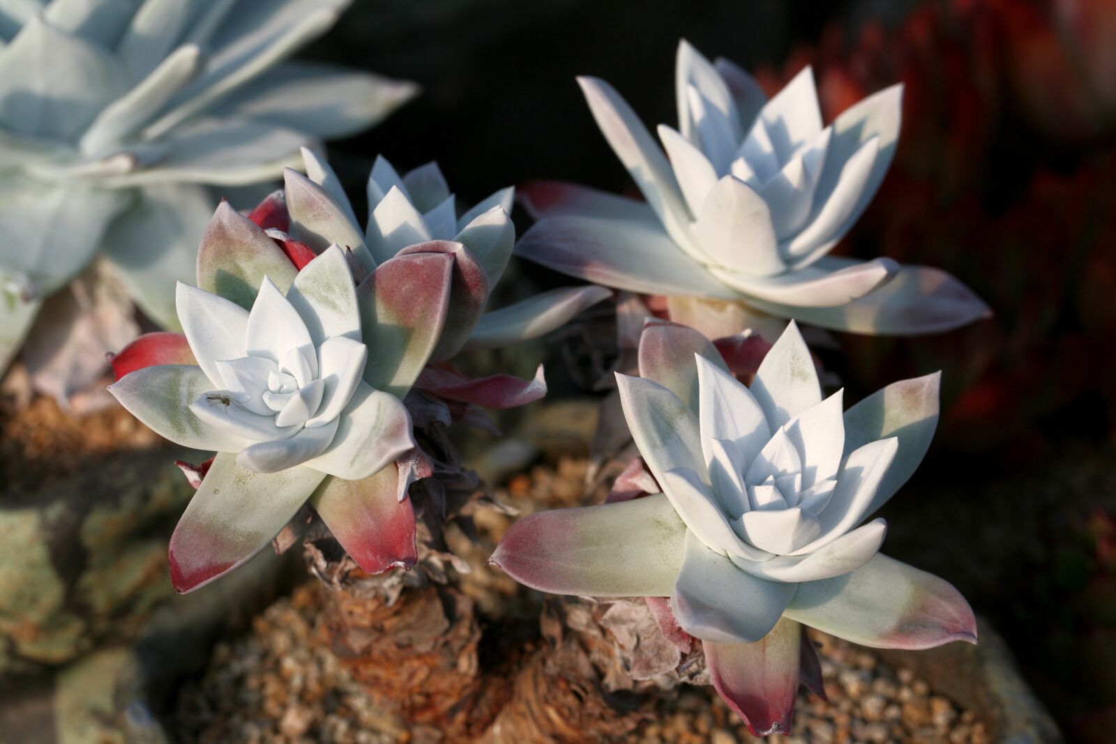 Canon EOS 5D sample photo. A fleshy plant, fleshy photography