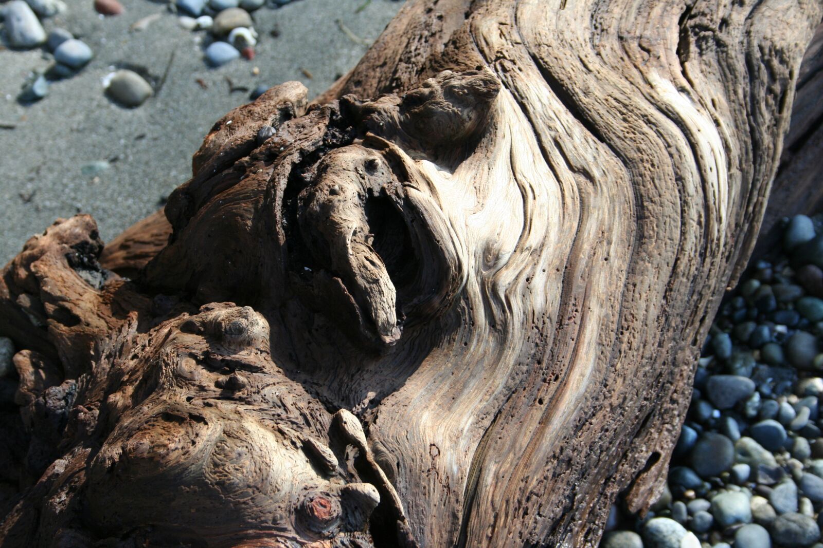 Canon EOS 350D (EOS Digital Rebel XT / EOS Kiss Digital N) sample photo. Driftwood, beach, rocks photography