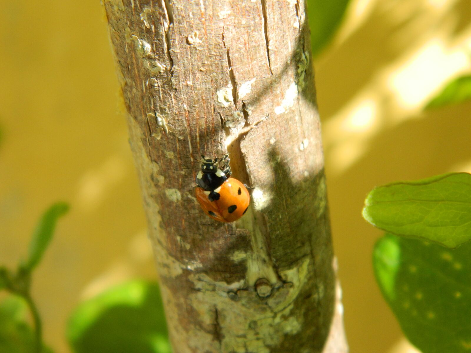 Nikon COOLPIX L310 sample photo. Ladybug, beetle, nature photography