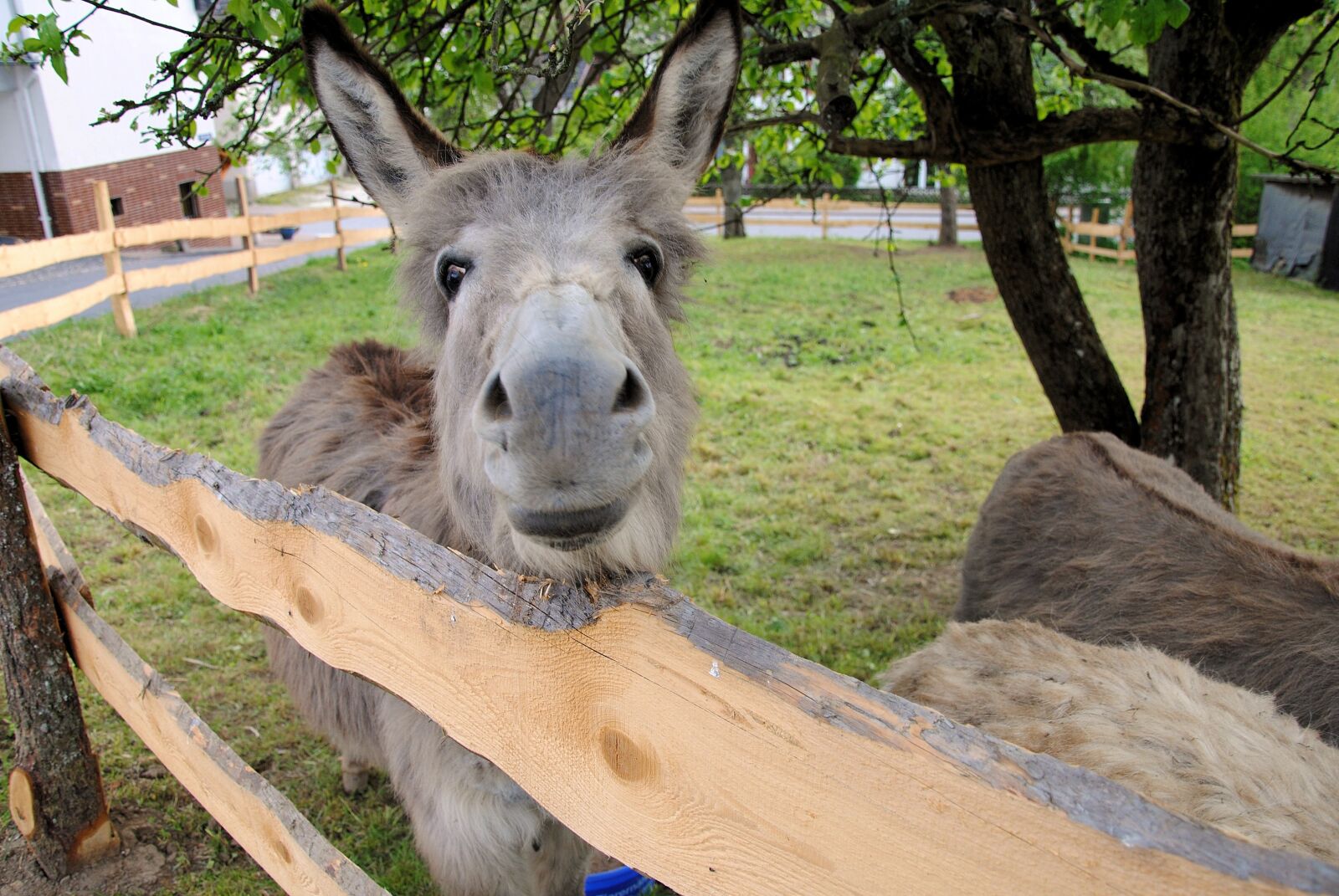 Nikon D3000 sample photo. Donkey, nature, animal photography