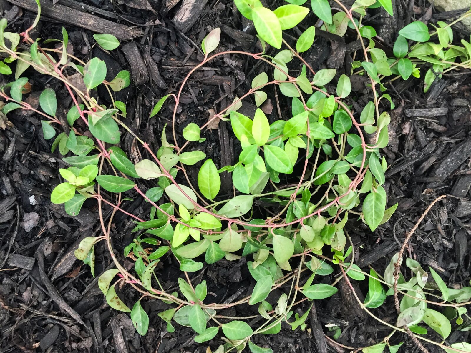 Apple iPhone 6 sample photo. Leaves, nature, wood chips photography