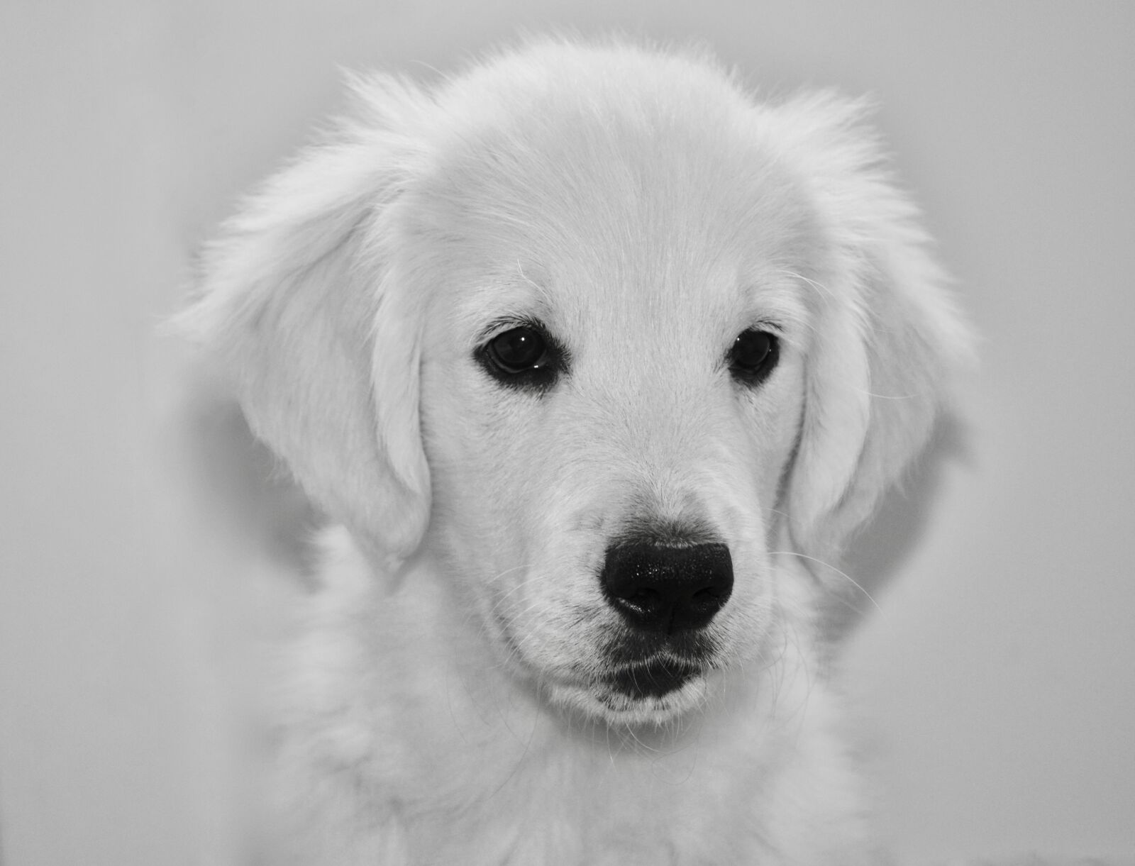 Nikon D5200 sample photo. Dog, dog golden retriever photography