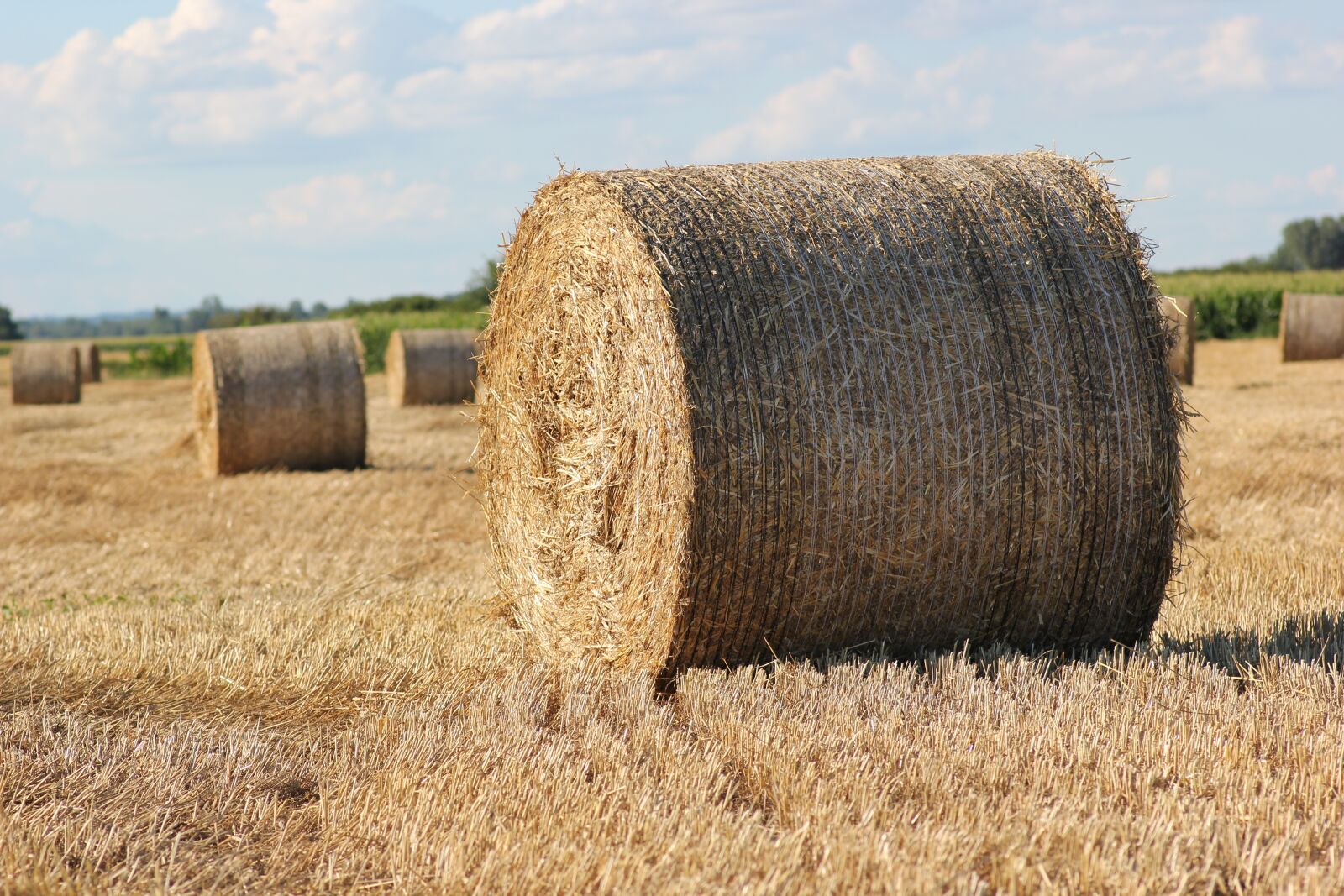 Canon EOS 550D (EOS Rebel T2i / EOS Kiss X4) sample photo. Straw bale, 1000 kg, agriculture photography