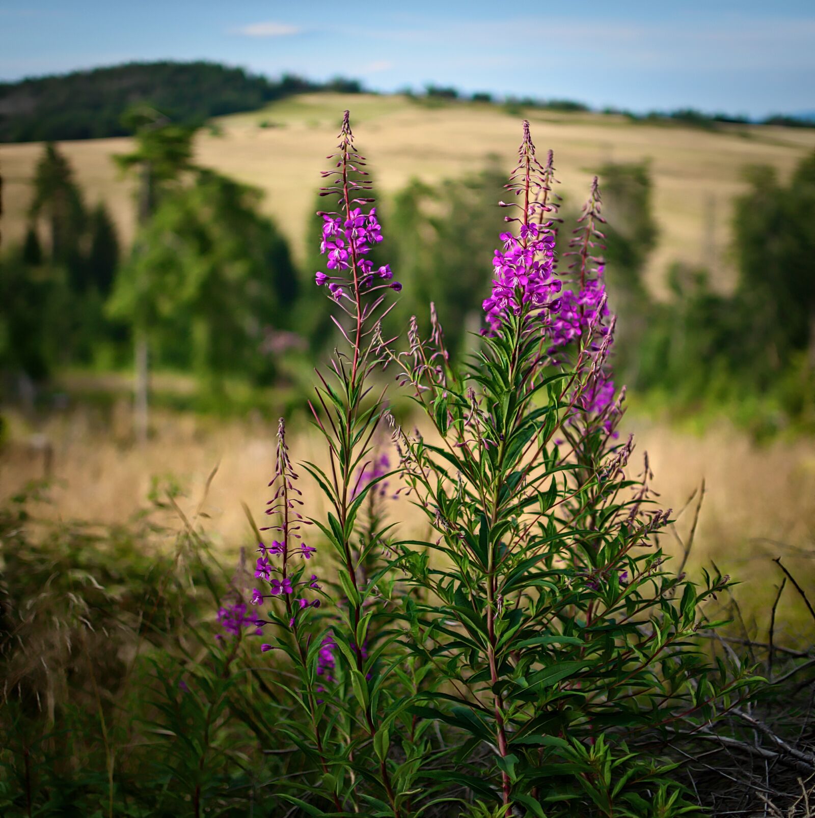 Nikon D7000 sample photo. Wierzb wka kiprzyca, mountains photography