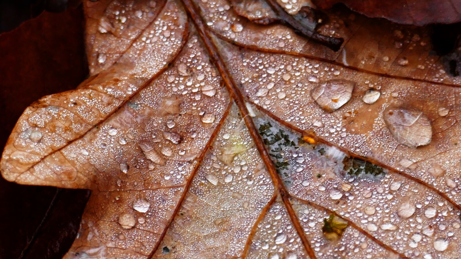 Panasonic Lumix DMC-FZ1000 sample photo. Leaf, brown, water photography