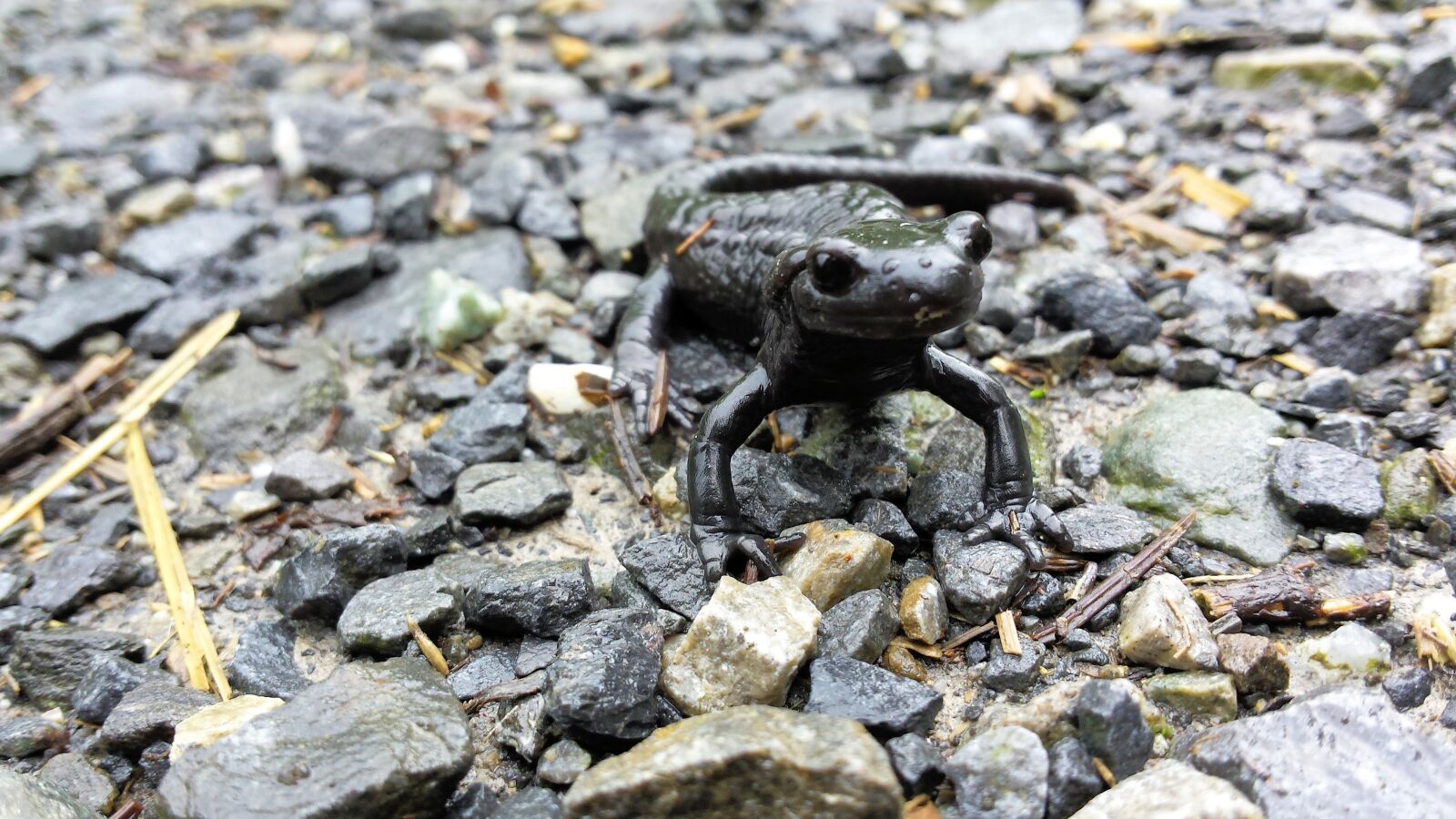 Samsung Galaxy S4 sample photo. Stones, amphibian, sa photography