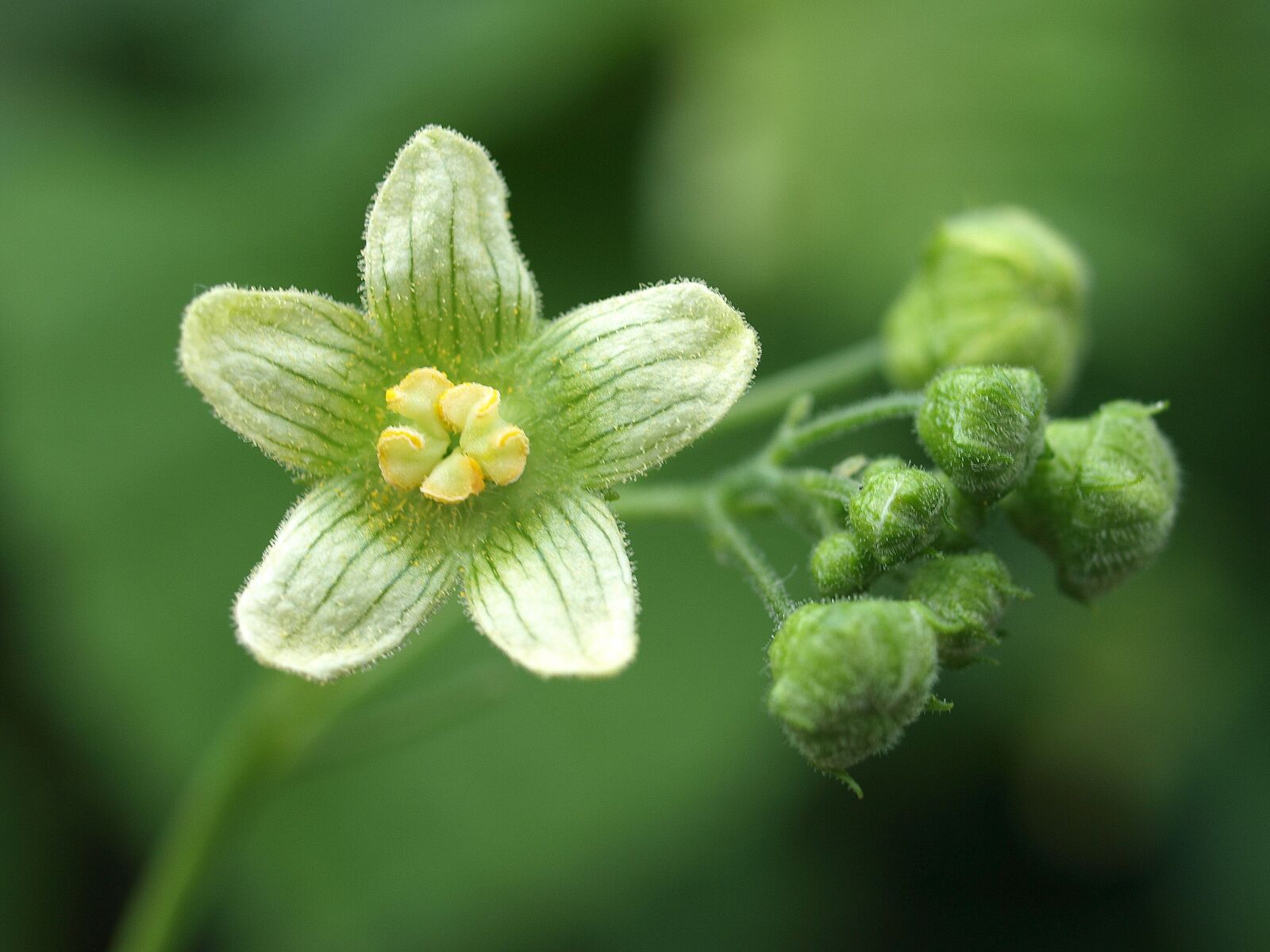 Olympus E-520 (EVOLT E-520) sample photo. Flora, nature, flower photography
