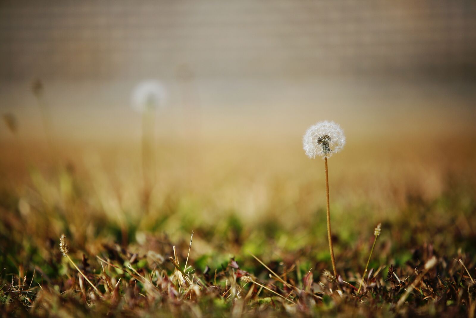 Canon EOS 5D sample photo. Autumn, obsession, flowers photography