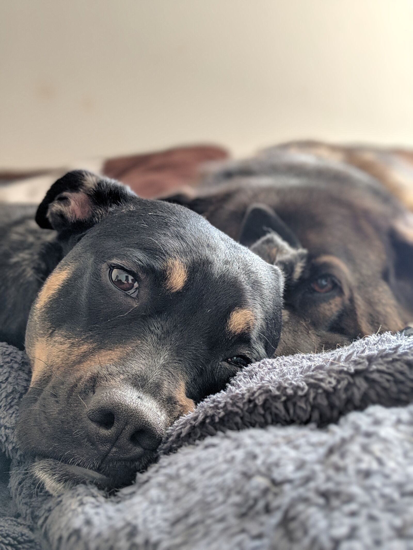 Google Pixel 2 sample photo. Dog, canine, rescue dog photography