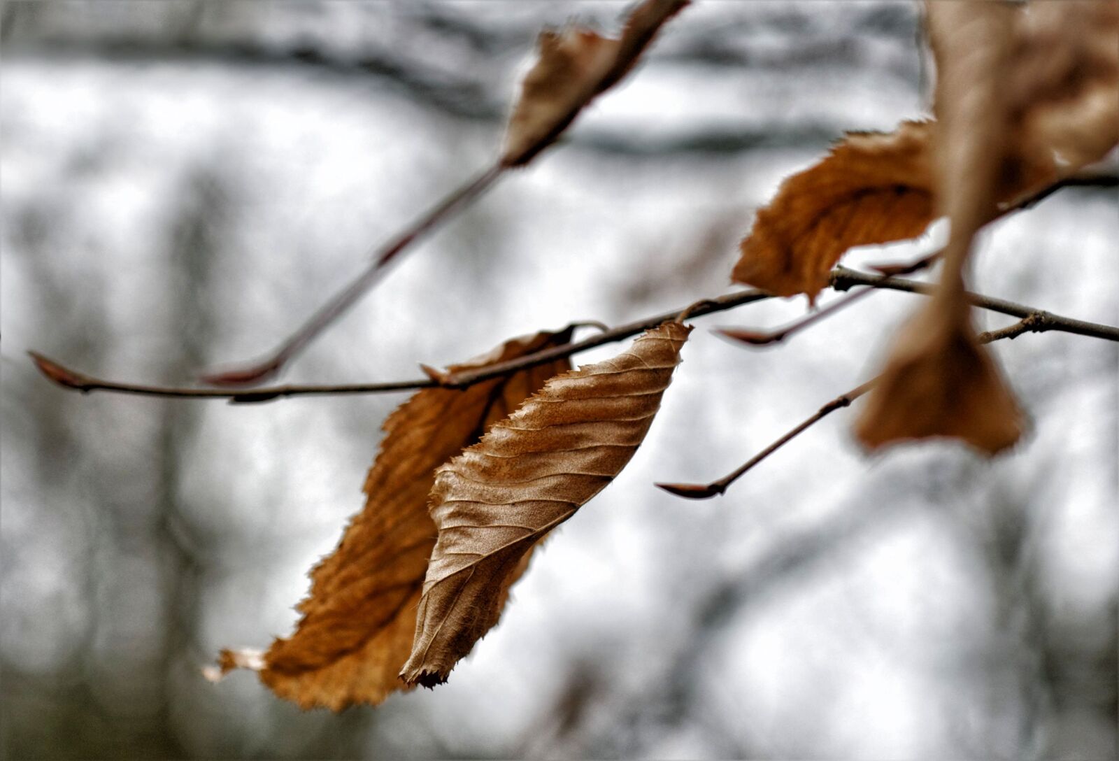 Nikon D300 sample photo. Fall, leaf, nature photography