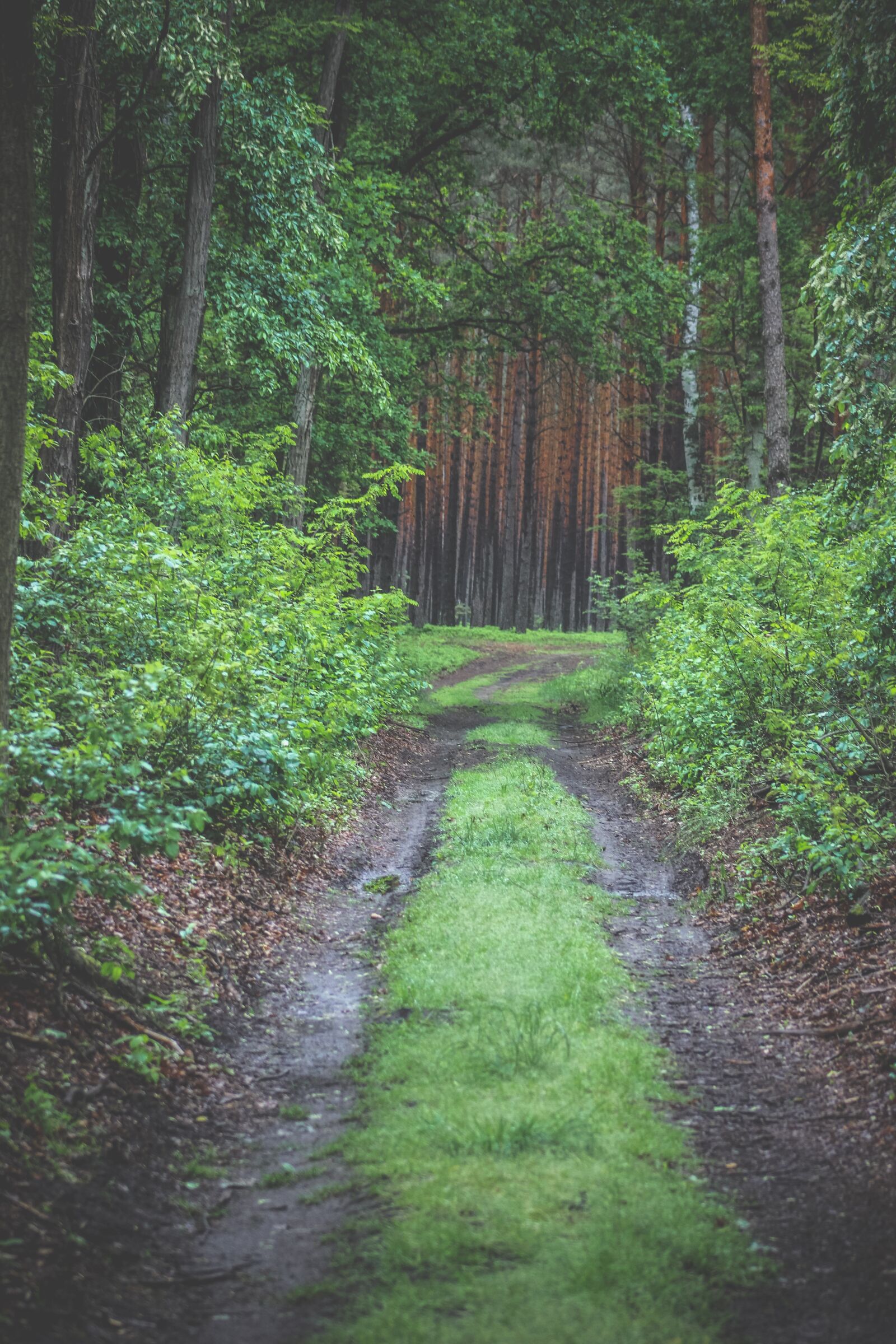 Canon EF75-300mm f/4-5.6 sample photo. Forest, tree, nature photography