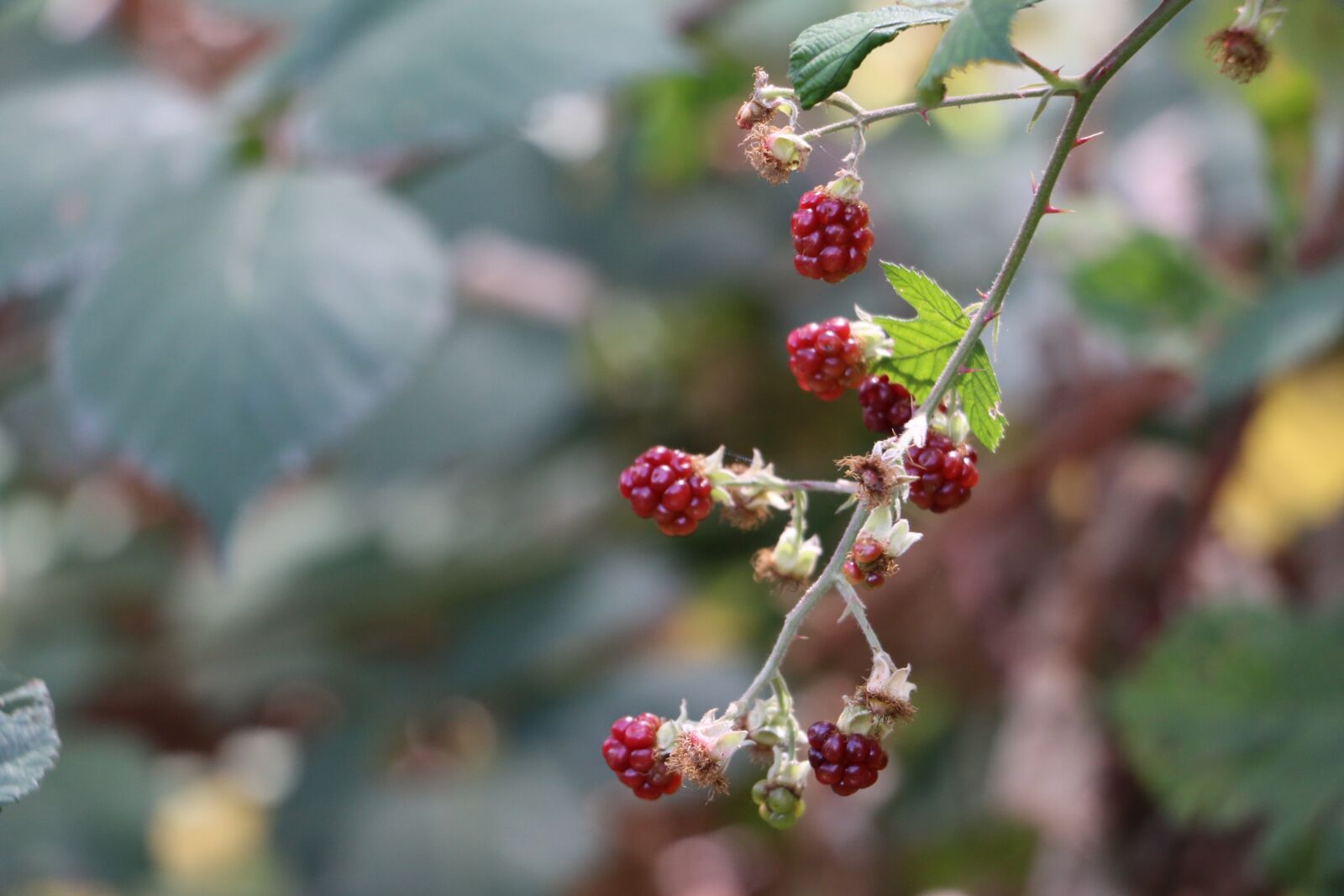 Canon EOS 70D sample photo. Trail, hiking, path photography