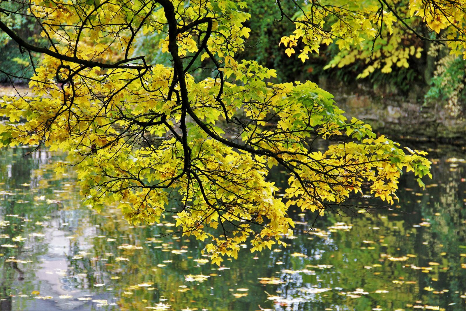Canon EOS 550D (EOS Rebel T2i / EOS Kiss X4) sample photo. Golden october, autumn idyll photography