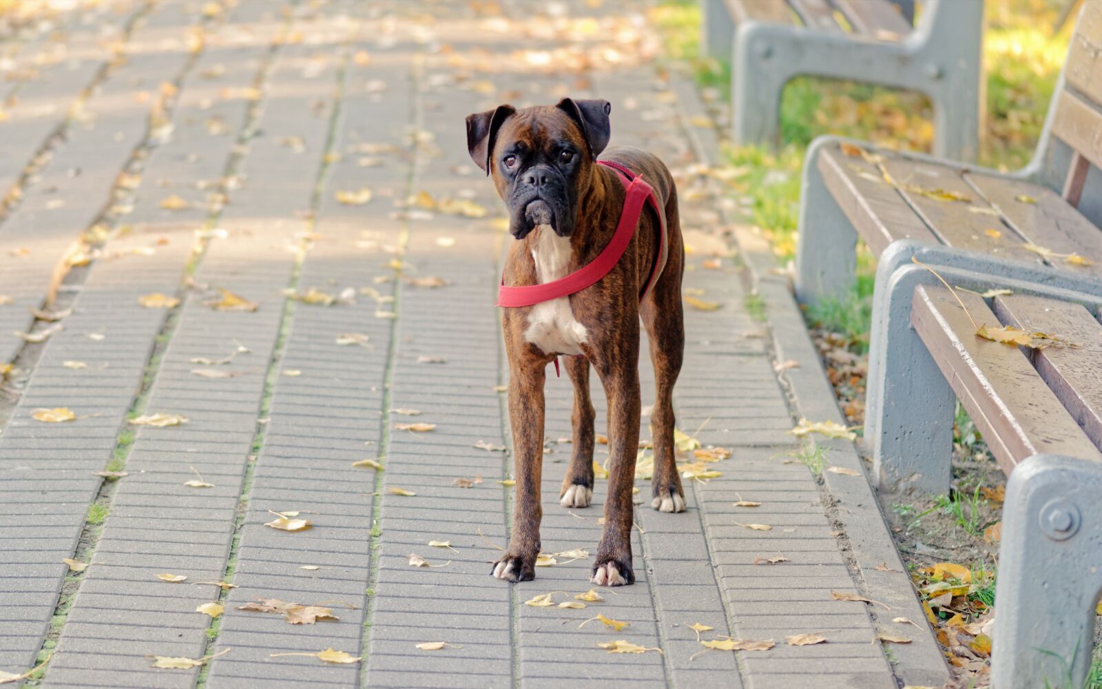 Nikon D5100 sample photo. Dog, pet, company photography