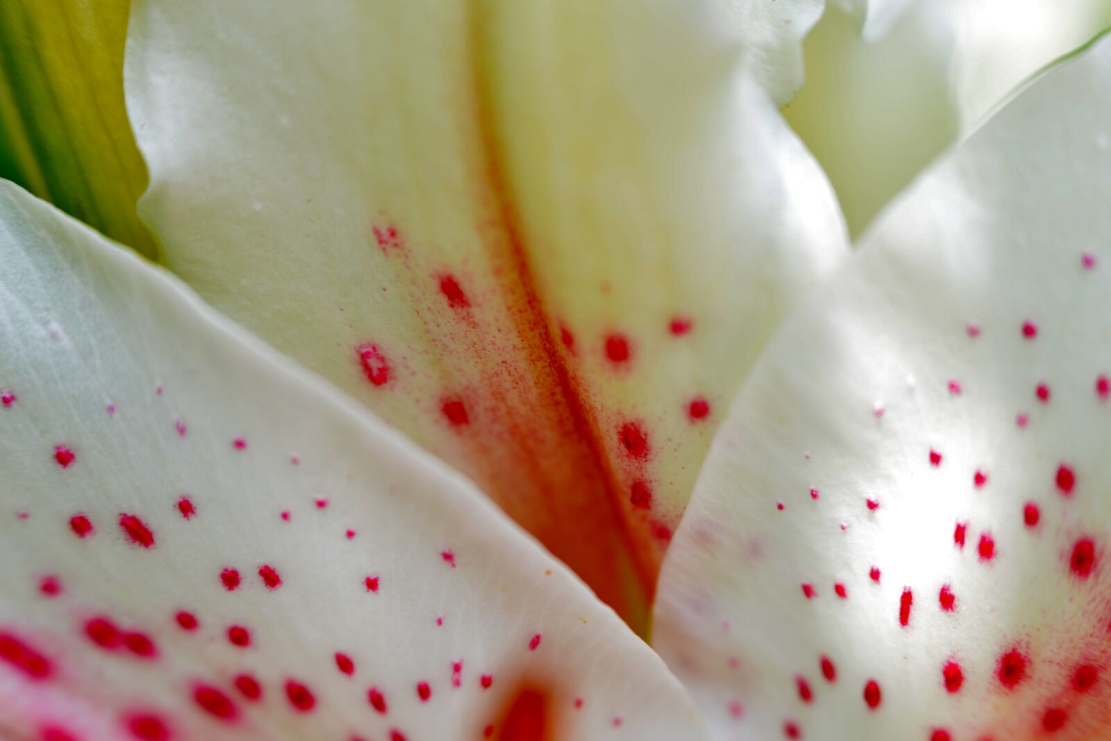 Nikon D600 sample photo. Petals, lily, detail photography
