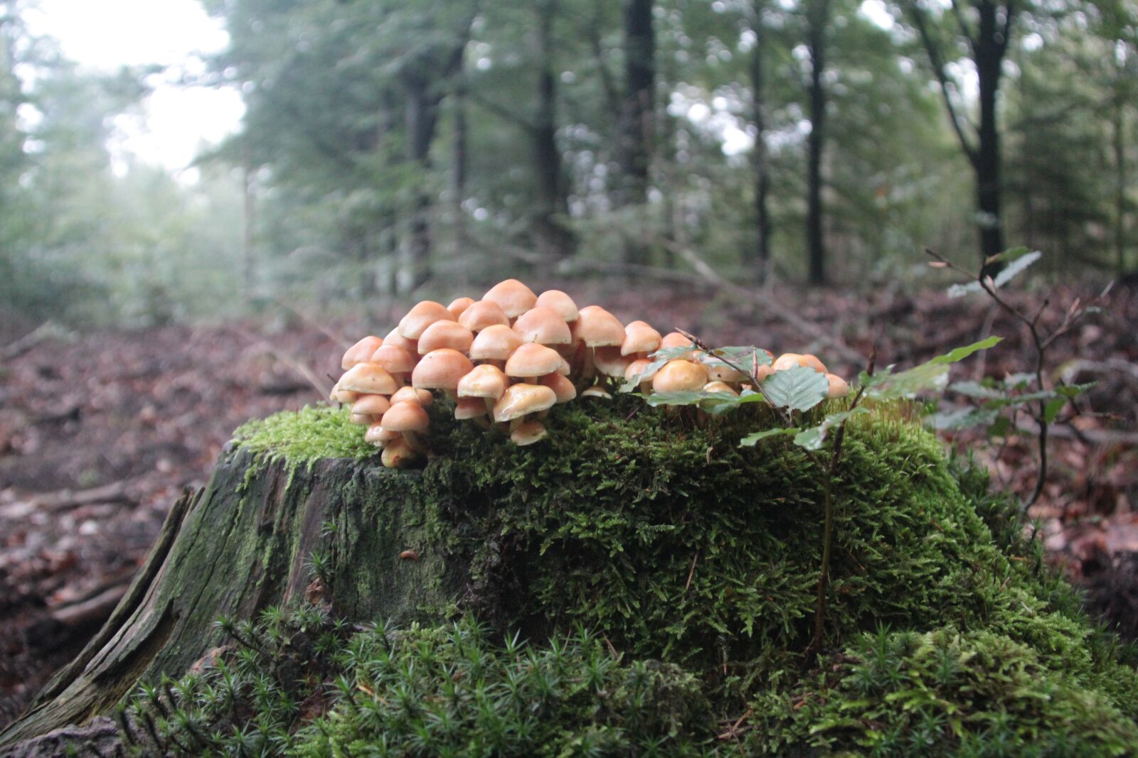 Canon EOS 550D (EOS Rebel T2i / EOS Kiss X4) sample photo. Mushroom, autumn, nature photography