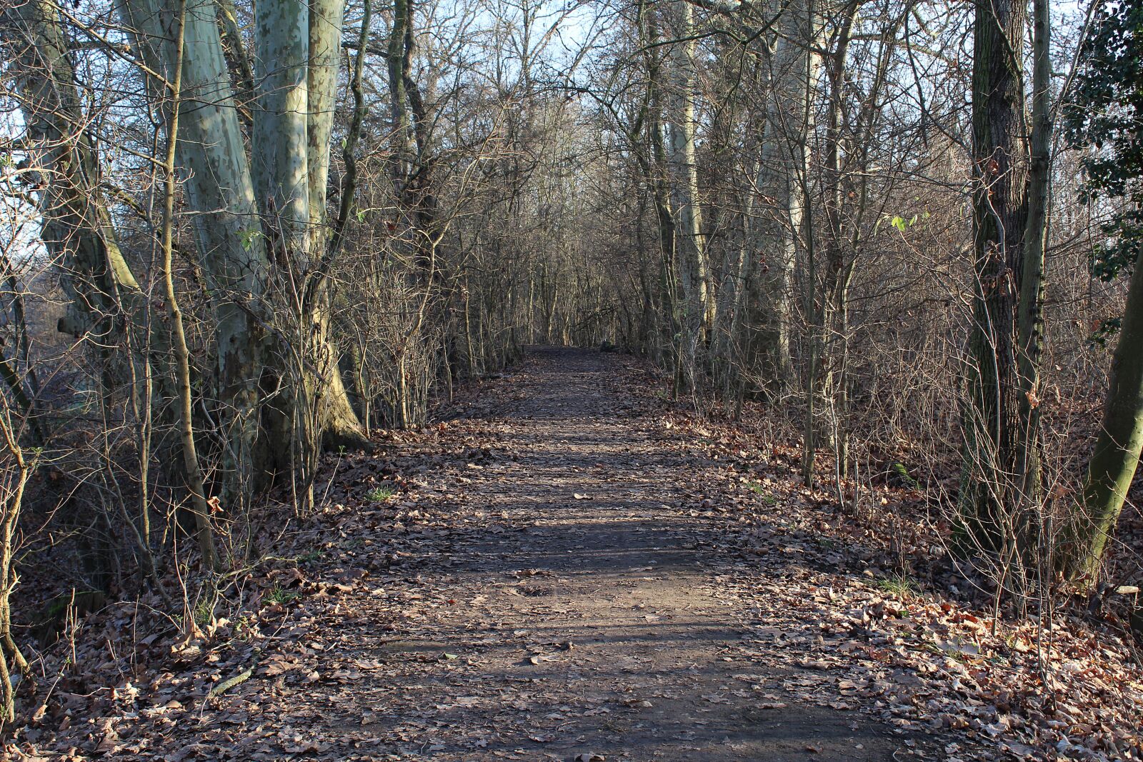 Canon EOS 1300D (EOS Rebel T6 / EOS Kiss X80) sample photo. Forest path, forest, away photography