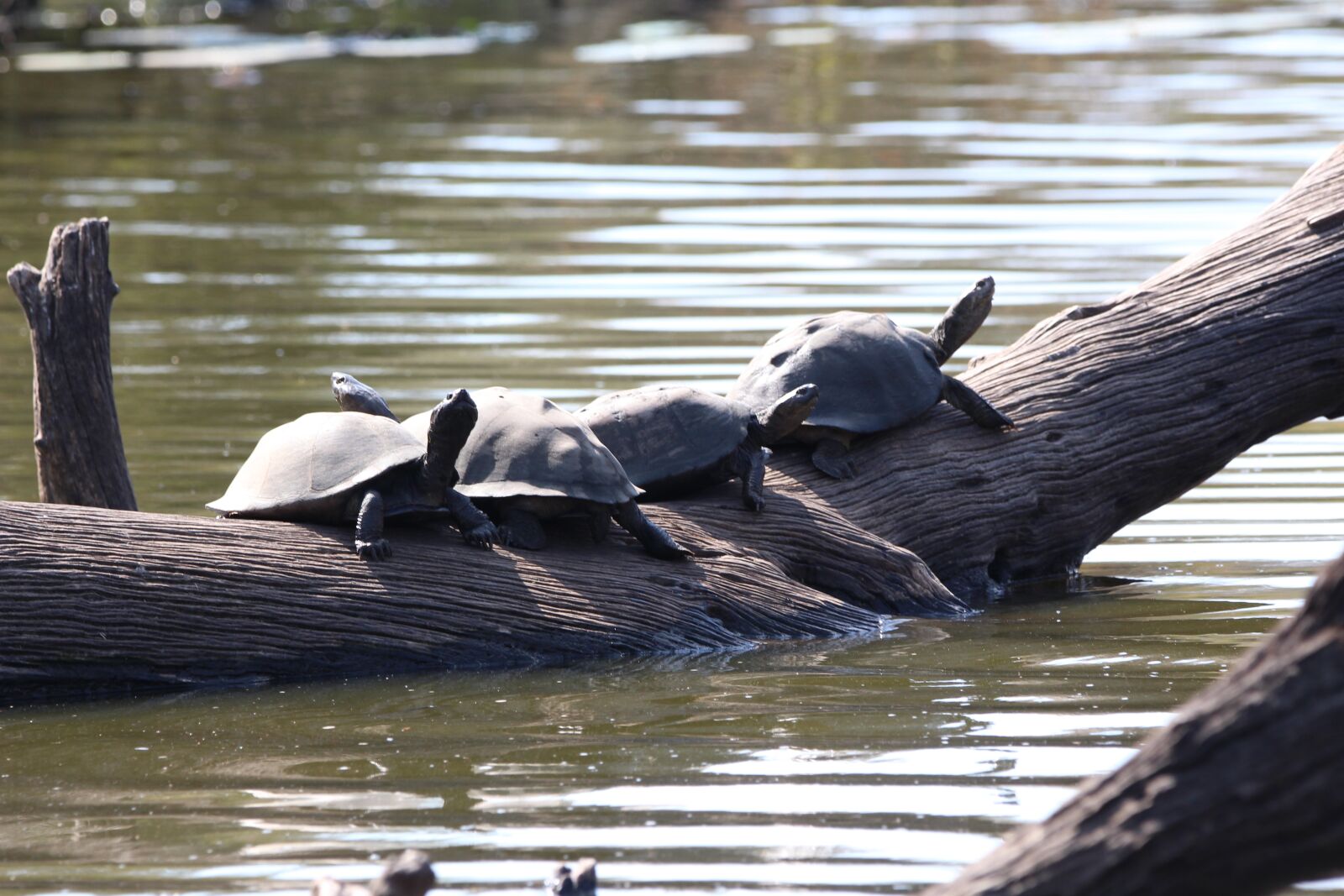 150-600mm F5-6.3 DG OS HSM | Contemporary 015 sample photo. Terrapin, kruger, water photography