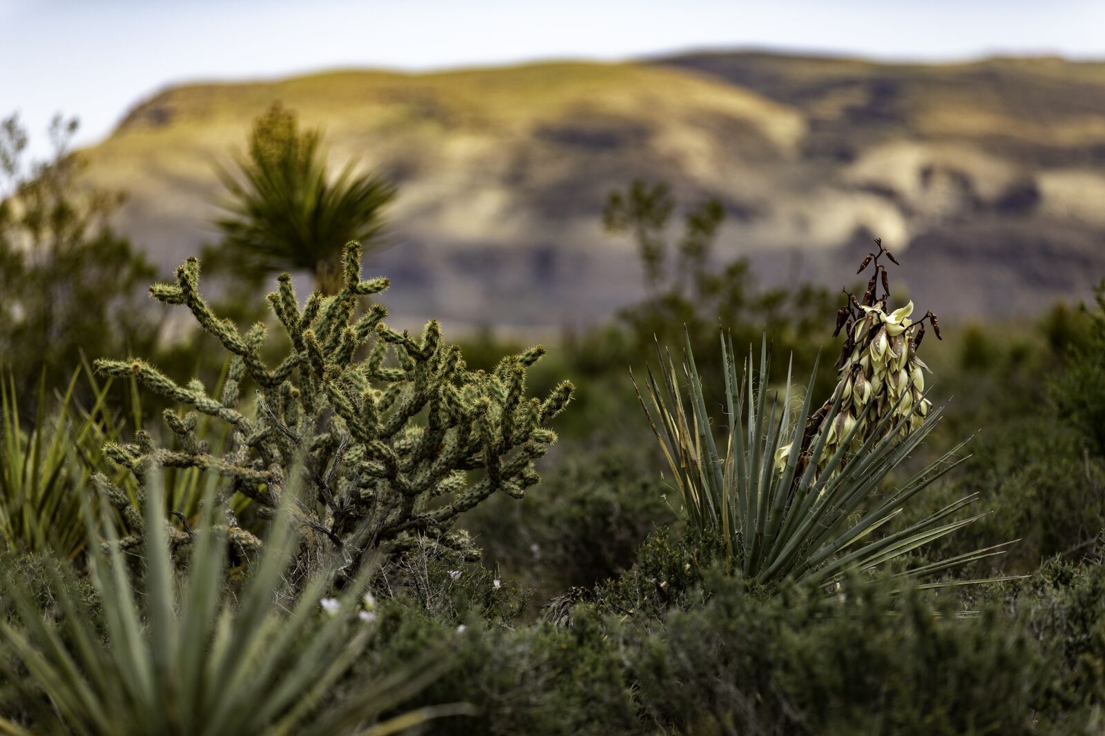 Canon EF 70-200mm F2.8L IS II USM sample photo. Red rock canyon, nevada photography