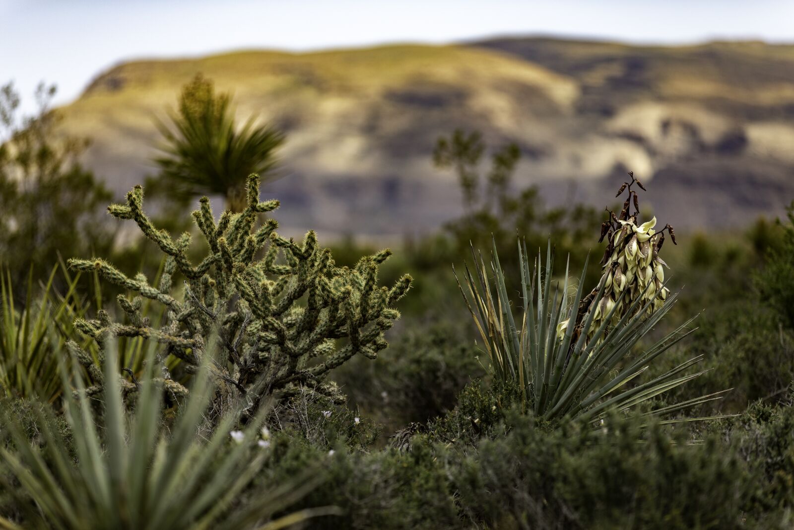 Canon EOS 5D Mark IV + Canon EF 70-200mm F2.8L IS II USM sample photo. Red rock canyon, nevada photography