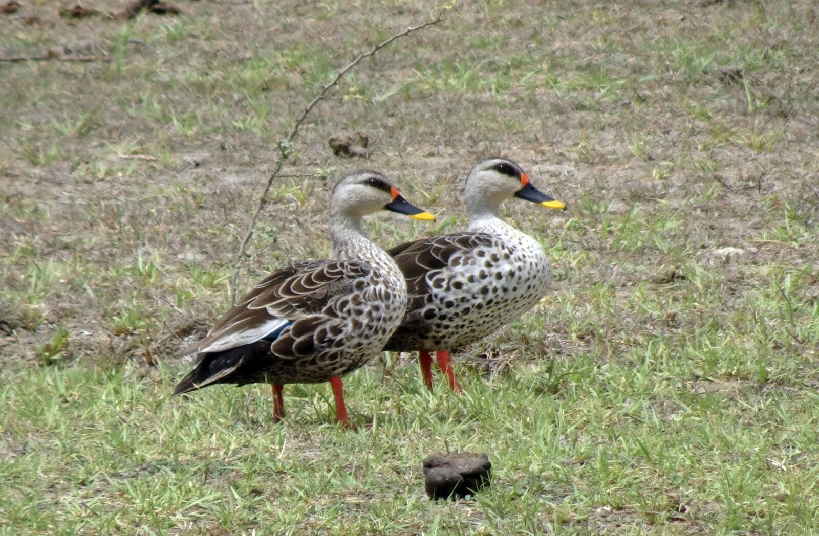 Sony Cyber-shot DSC-HX90V sample photo. Duck, bird, waterfowl photography