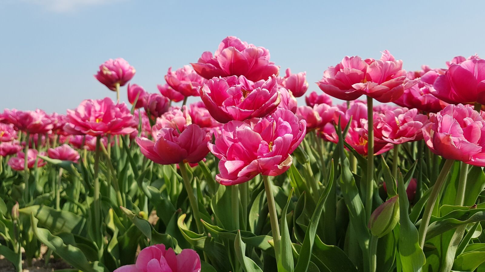 Samsung Galaxy S8+ sample photo. Tulips, bulbs, tulip photography