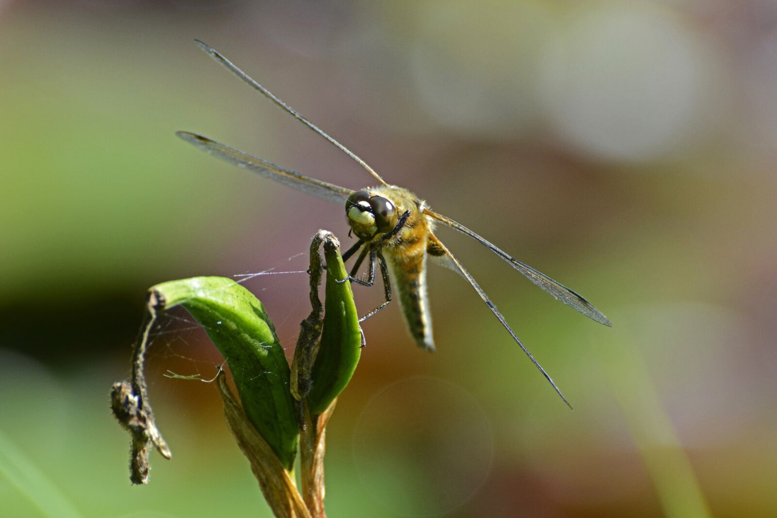 Nikon D7100 sample photo. Dragonfly, wing, insect photography