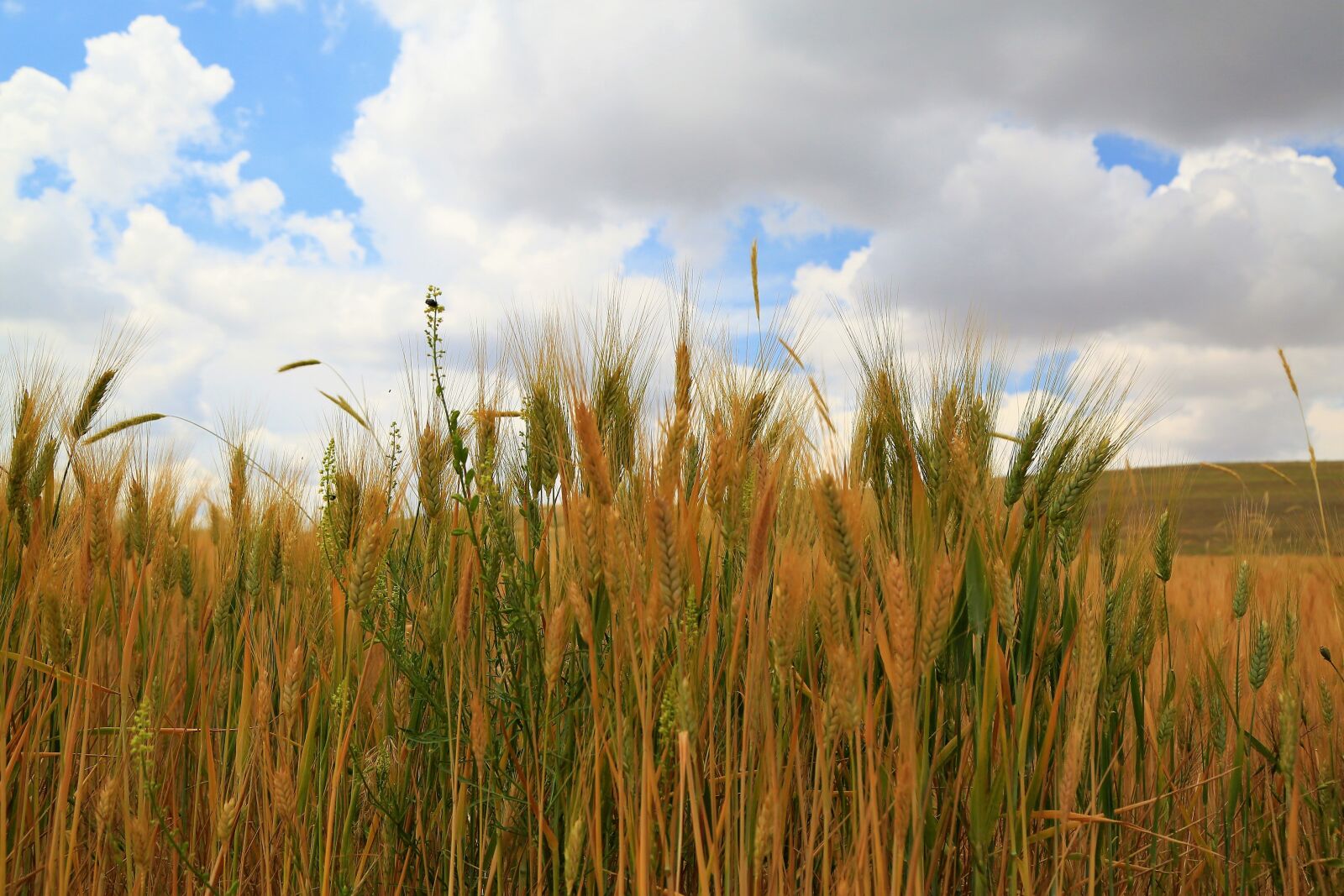 Canon EOS 5D Mark III sample photo. Spike, agriculture, area photography