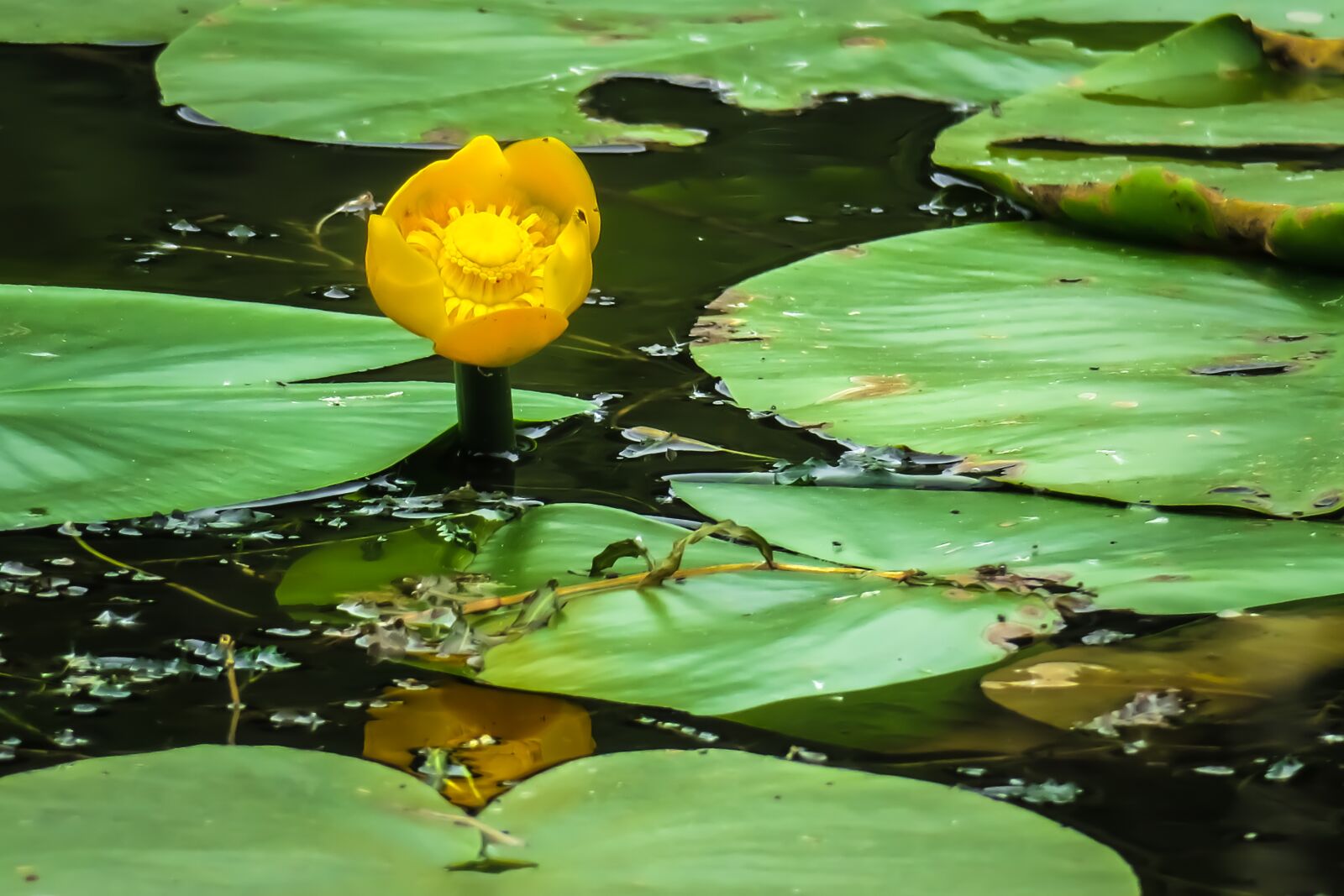 Canon PowerShot G3 X sample photo. Nuphar lutea, water lily photography