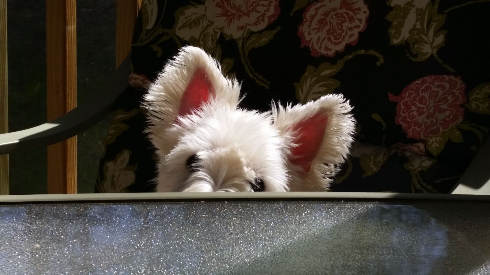 Samsung Galaxy S5 sample photo. Dog, westie, terrier photography