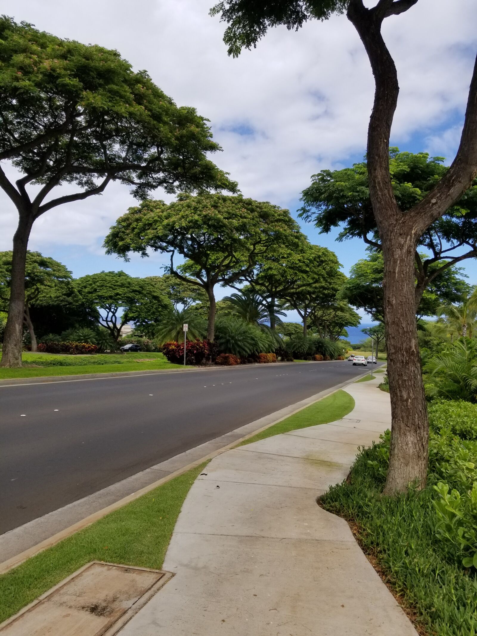 Samsung Galaxy S8+ sample photo. Tree, road, nature photography