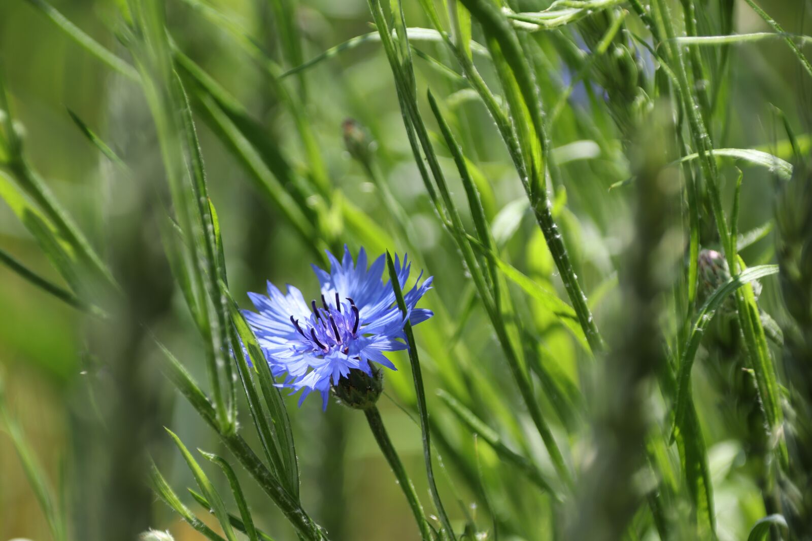 Canon EOS M50 (EOS Kiss M) sample photo. Cornflower, flower, nature photography