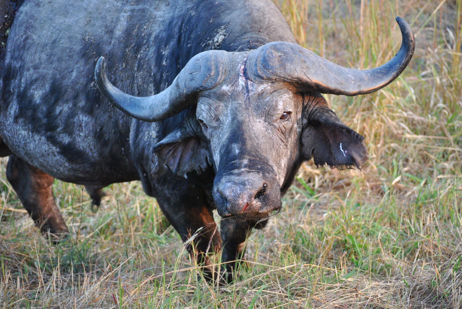 Nikon D3000 sample photo. Buffalo, tanzania, africa photography