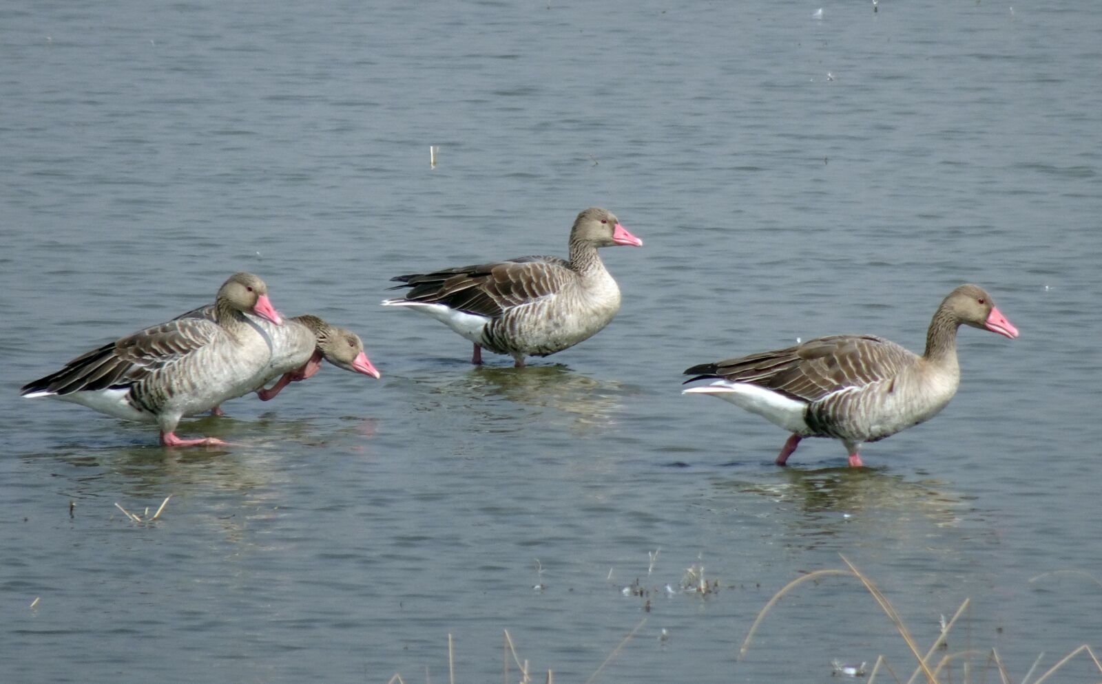 Sony Cyber-shot DSC-HX90V sample photo. Bird, goose, greylag goose photography